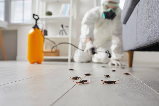 Post-Treatment Bed Bug Interceptor Monitoring in Hillsdale